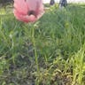 Poppy Anemone (Anemone coronaria)-i