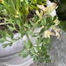 Persian Buttercup (Ranunculus asiaticus)-i
