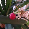 Bush lily (Clivia miniata)-i