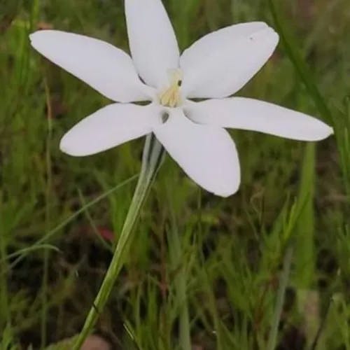 Mexican-star (Milla biflora)-i