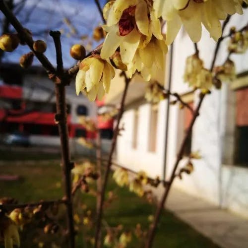 Wintersweet (Chimonanthus praecox)-i