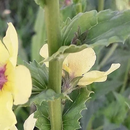 モウズイカ（毛蕊花） (Verbascum blattaria)-i