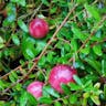 American cranberry (Vaccinium macrocarpon)-i
