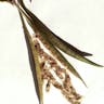 Chinese trumpet-creeper (Campsis grandiflora)-i