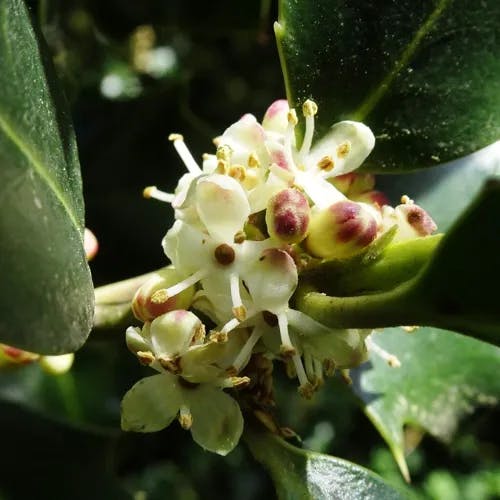 English holly (Ilex aquifolium)-i