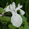 Rabbit-ear Iris (Iris laevigata)-i