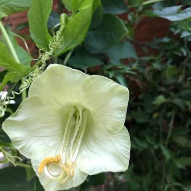 Cup-and-saucer-vine