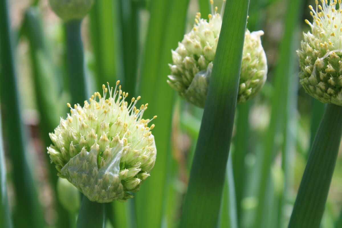 “微生物の力で植物を守る”ネギ由来のGSACが切り開く持続可能な農業の未来 岐阜大学 清水教授にインタビュー