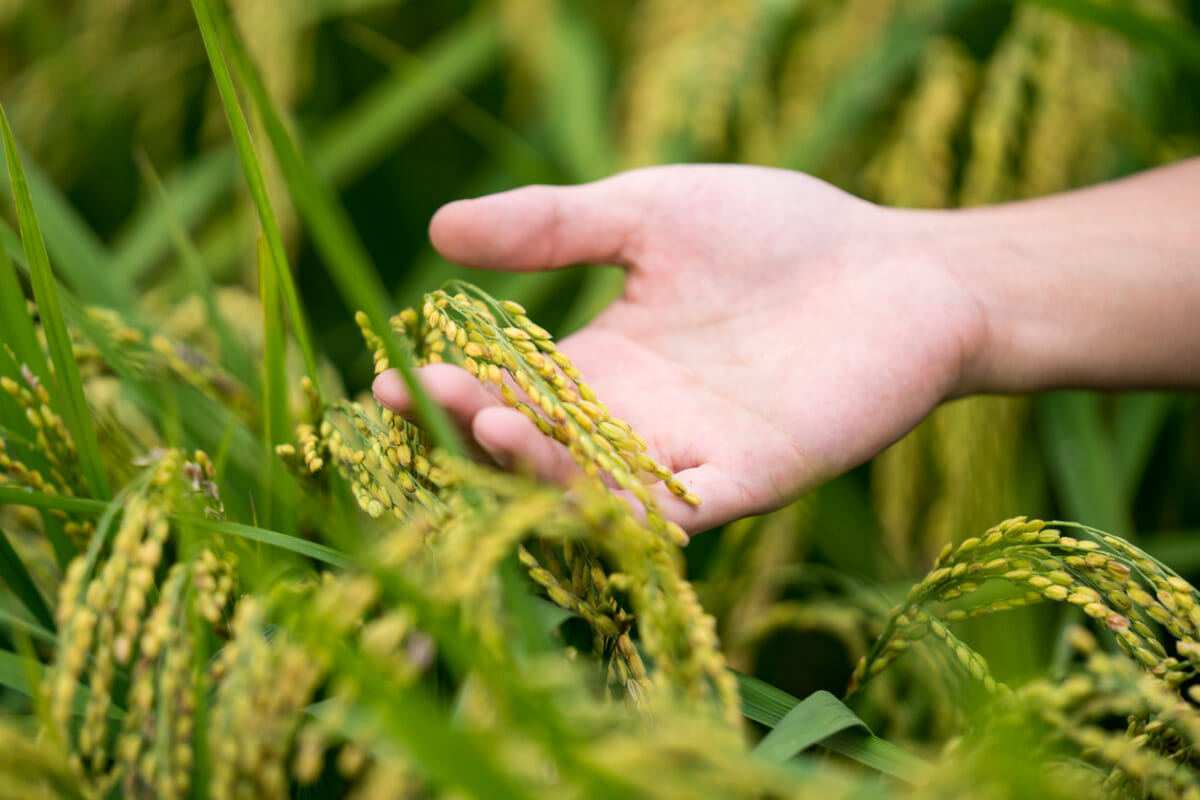 【食品ロス対策】賞味期限切れの割合は？消費期限との違いも解説｜TERRARIUM テラリウム