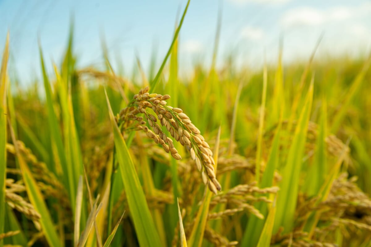 植物のリン酸吸収能力を上げ、肥料が不要な農業を目指す 東京工科大学 多田雄一教授にインタビュー